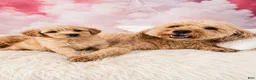 Mixed Breed dogs for sale: Mia💗Petite Golden Sheltie Doodle - Ad 8