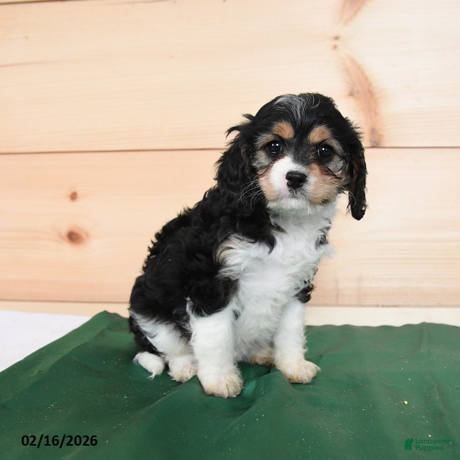 Cavapoo dogs Haley - Ad 2