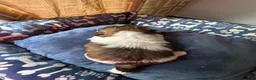 Shih Tzu dogs for sale: AKC Shih Tzu 1 Bentley  - Ad 3