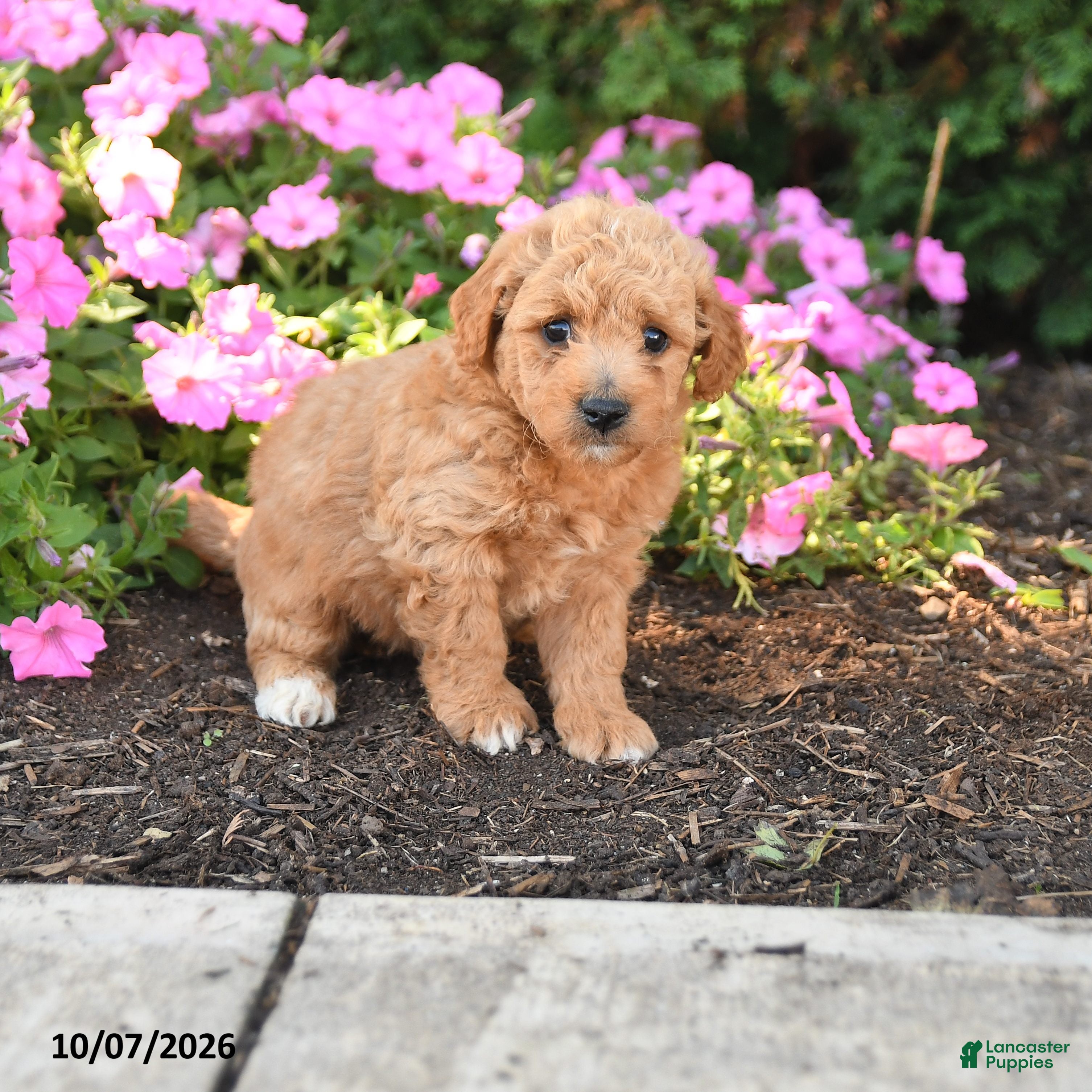 Mini Goldendoodle dogs Rocky - Ad 1