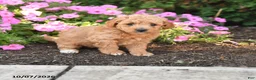 Mini Goldendoodle dogs for sale: Rocky - Ad 1