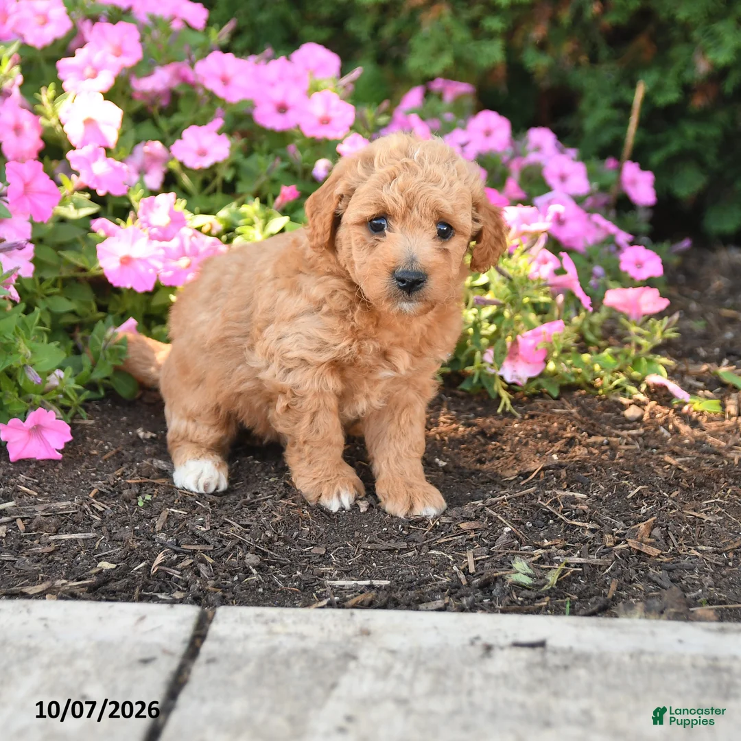 Mini Goldendoodle dogs for sale: Rocky - Ad 1