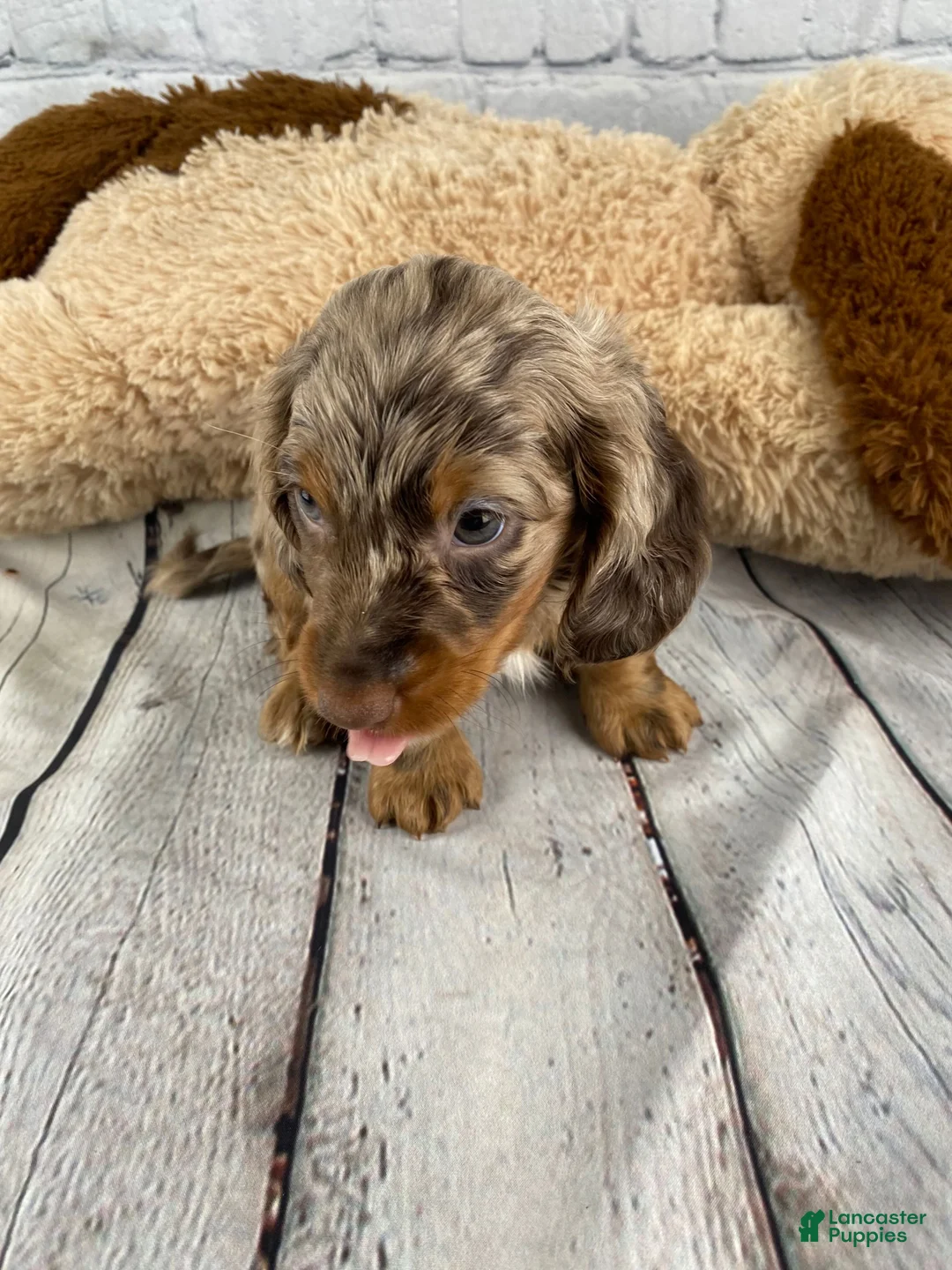 Miniature Dachshund dogs for sale: Jet - Ad 1