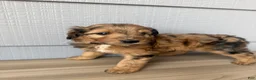 Aussiedoodle dogs for sale: Kit - Ad 5