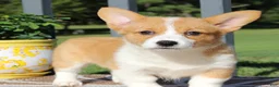 Welsh Corgi Pembroke dogs for sale: Sadie - Ad 2