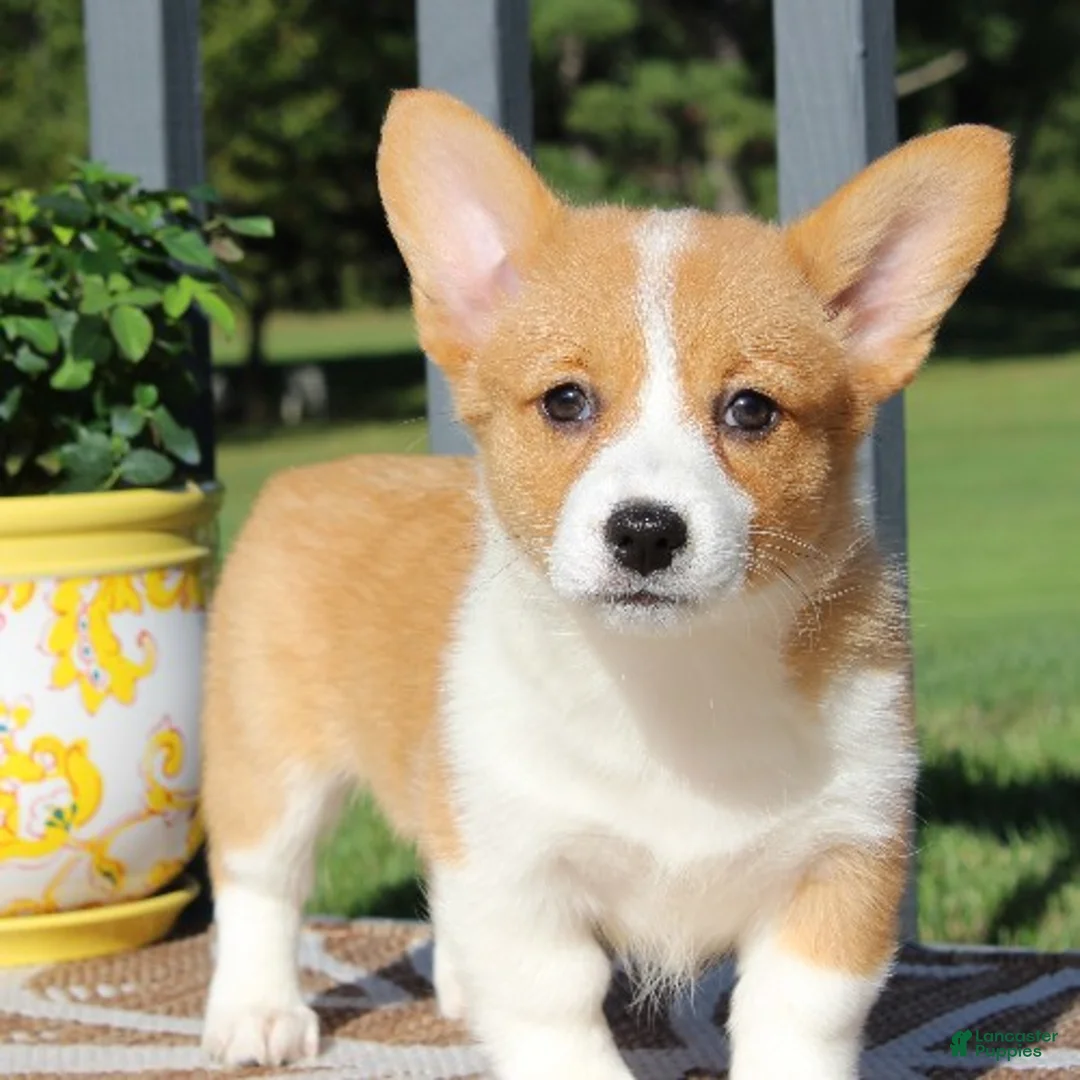 Welsh Corgi Pembroke dogs for sale: Sadie - Ad 2