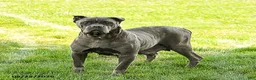 Cane Corso dogs for sale: Tazer - Ad 6