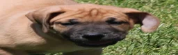 Mixed Breed dogs for sale: Bubba - Ad 10