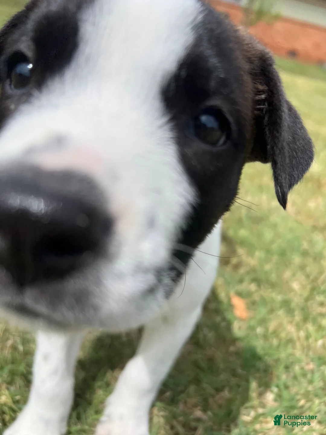 Mixed Breed dogs for sale: Mixed Breed Puppy 1 - Ad 3