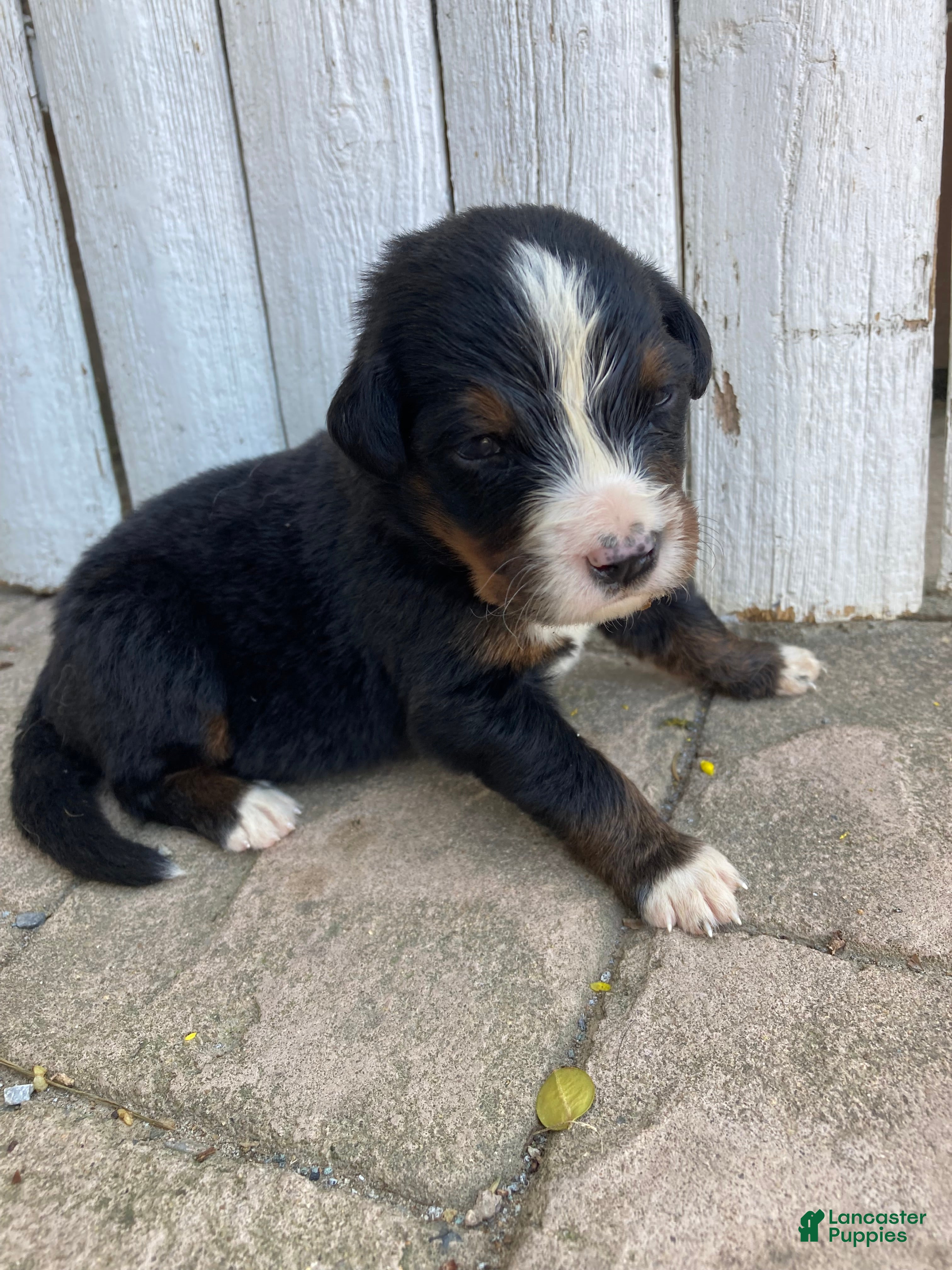 Bernese Mountain Dog dogs Hope - Ad 1
