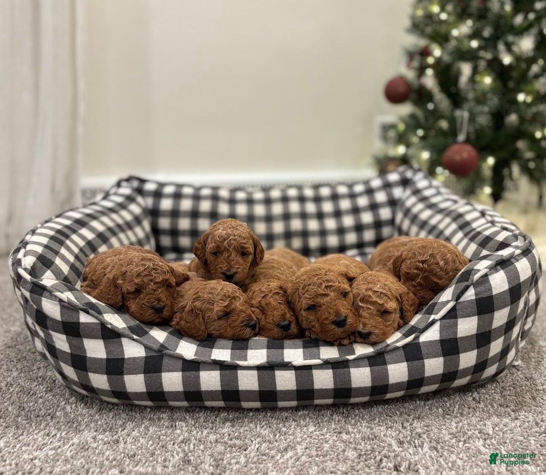Mini Goldendoodle dogs for sale: Harper - Ad 3