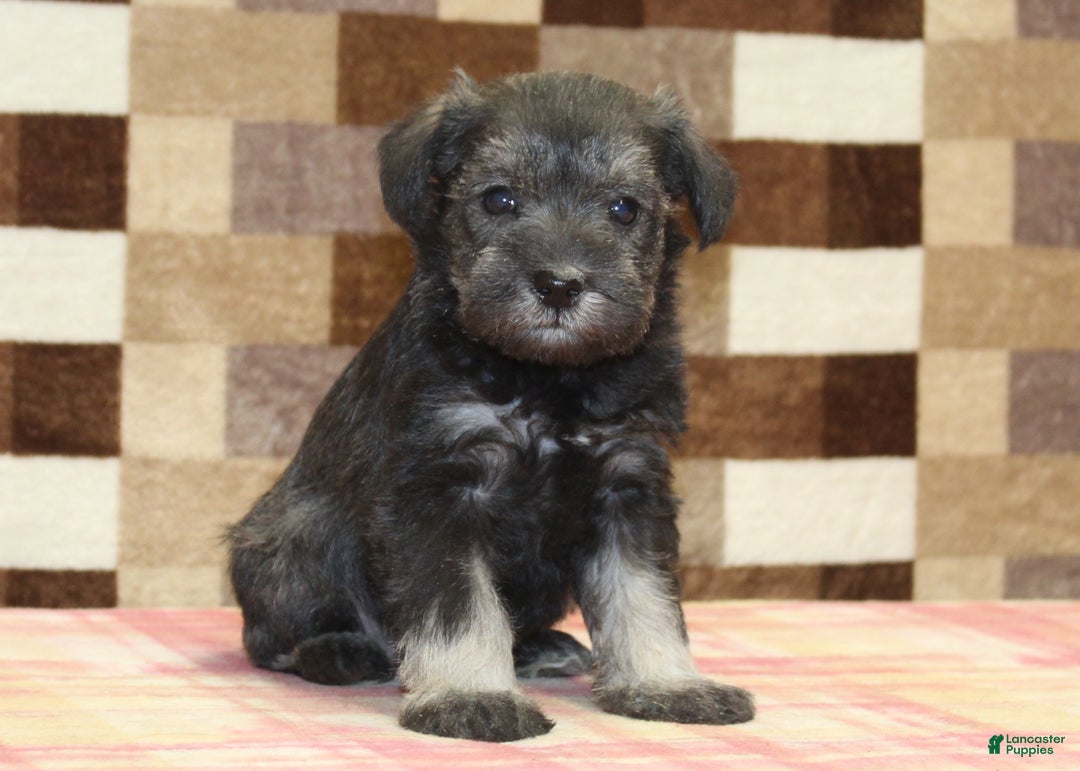 Miniature Schnauzer dogs for sale: Stella - Ad 1