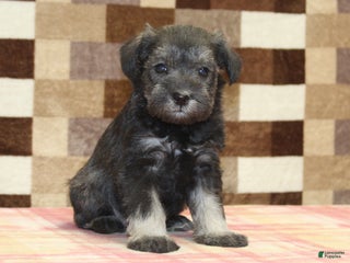 Miniature Schnauzer dogs Stella - Ad 8