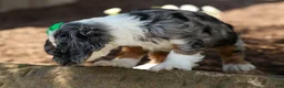Cocker Spaniel dogs for sale: Jaxon 🐶💙 - Ad 23