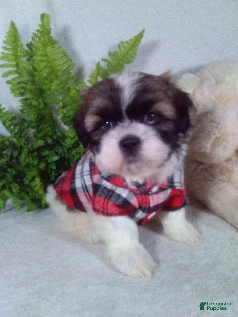 Shih Tzu dogs Archie - Ad 1