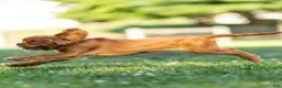 Cavalier King Charles Spaniel dogs for sale: Violet Cavalier King Charles Spaniel  - Ad 4