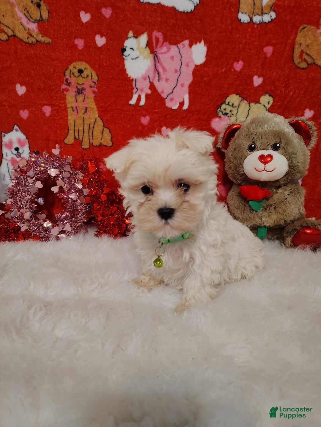 Maltese dogs for sale: Noah - green - Ad 6