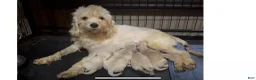 Cockapoo dogs for sale: rusty Cockapoo 3 - Ad 2