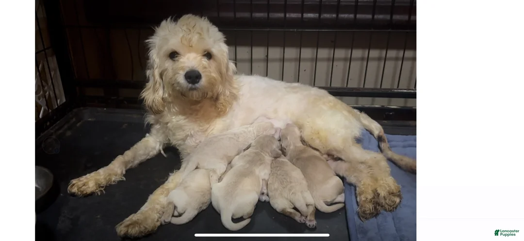 Cockapoo dogs for sale: rusty Cockapoo 3 - Ad 2