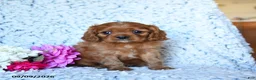 Cavalier King Charles Spaniel dogs for sale: Ziggy - Ad 2