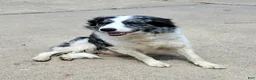Border Collie dogs for sale: Border Collie Puppy 2 - MAV - Ad 4