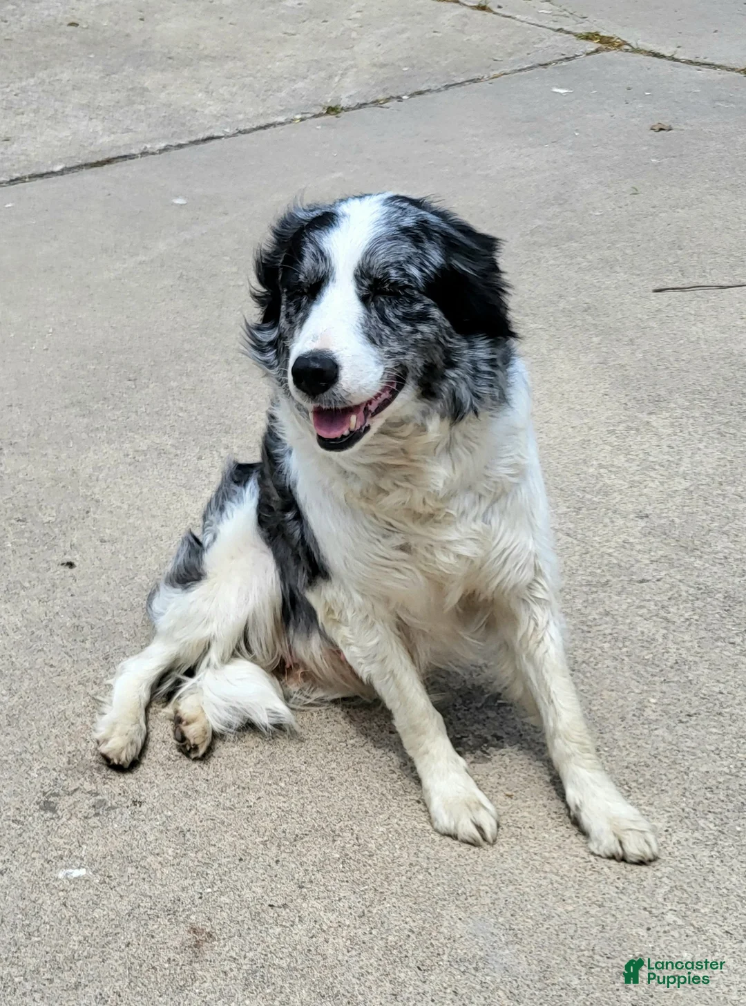 Border Collie dogs for sale: Border Collie Puppy 2 - MAV - Ad 4
