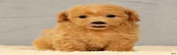 Bichpoo dogs for sale: Jenna - Ad 4