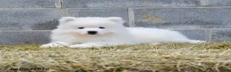Samoyed dogs for sale: Icekube - Ad 3