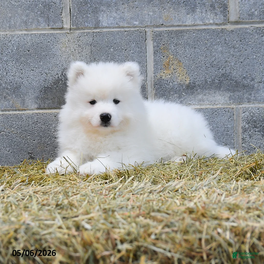 Samoyed dogs for sale: Icekube - Ad 3