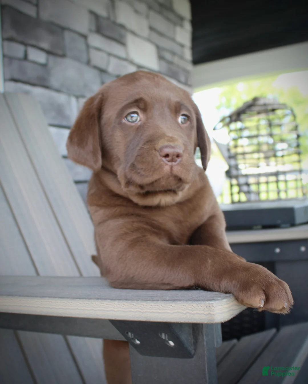Labrador Retriever dogs for sale: Myla AKC - Ad 7