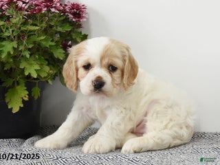 Cocker Spaniel dogs - Ad 6