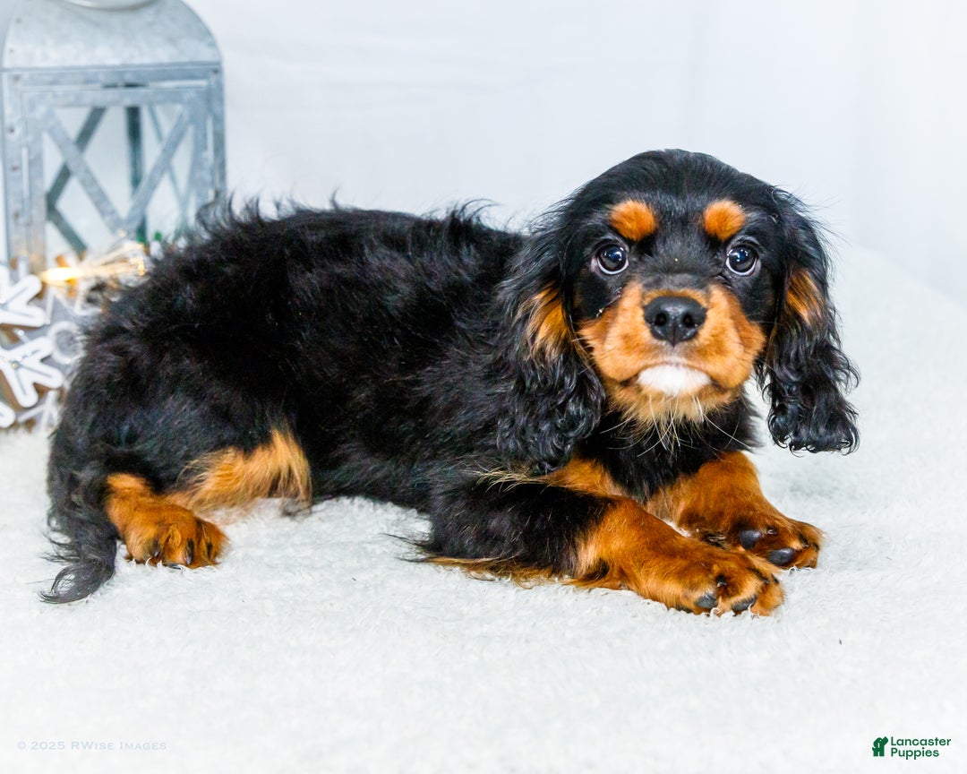 Cavalier King Charles Spaniel dogs for sale: Garland - Ad 7