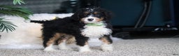 Mini Bernedoodle dogs for sale: Theodore - Ad 1