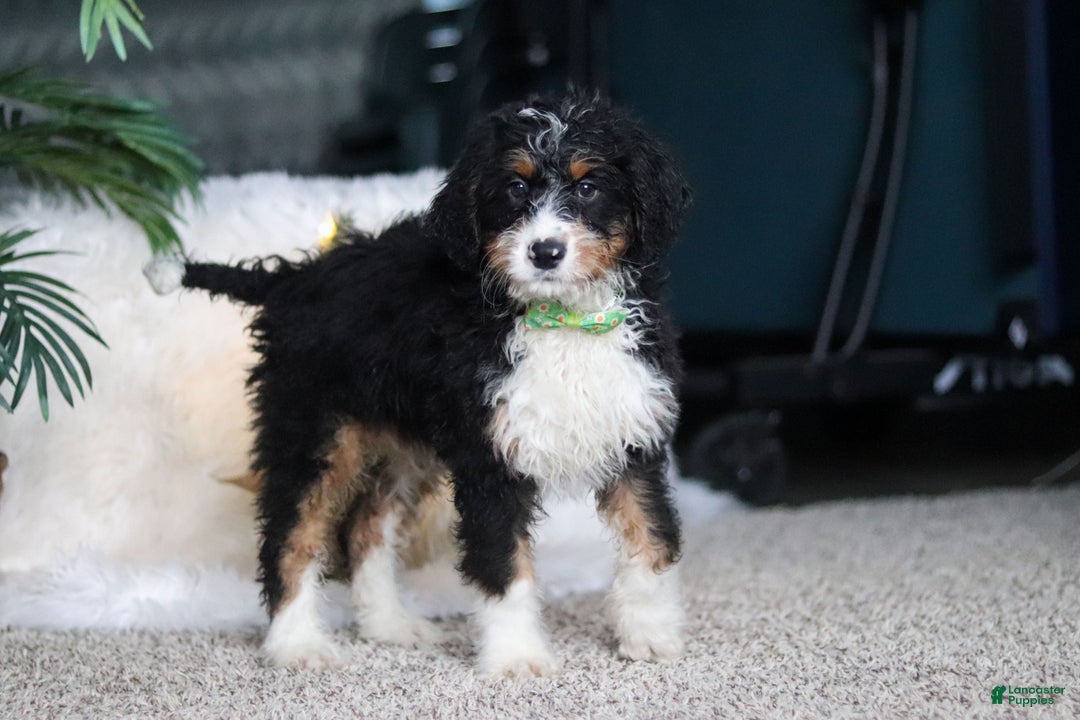 Mini Bernedoodle dogs for sale: Theodore - Ad 1