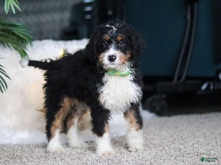 Mini Bernedoodle dogs Theodore - Ad 42