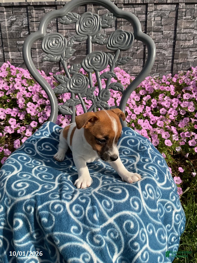 Jack Russell Terrier dogs Kyler - Ad 2