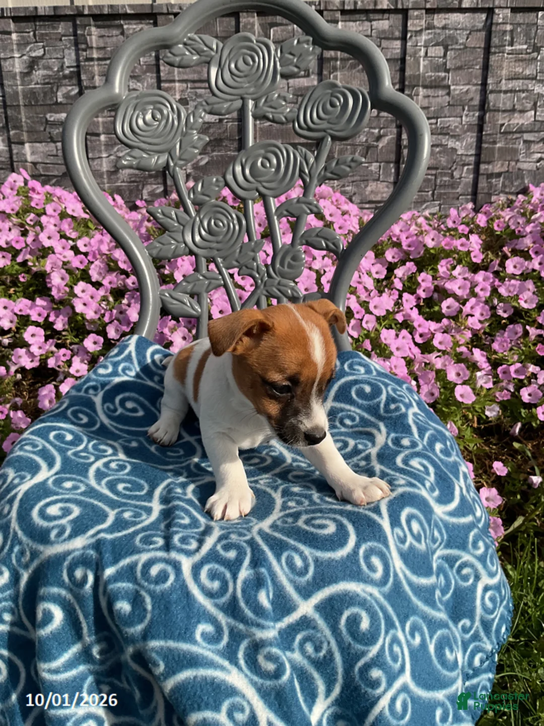 Jack Russell Terrier dogs for sale: Kyler - Ad 2