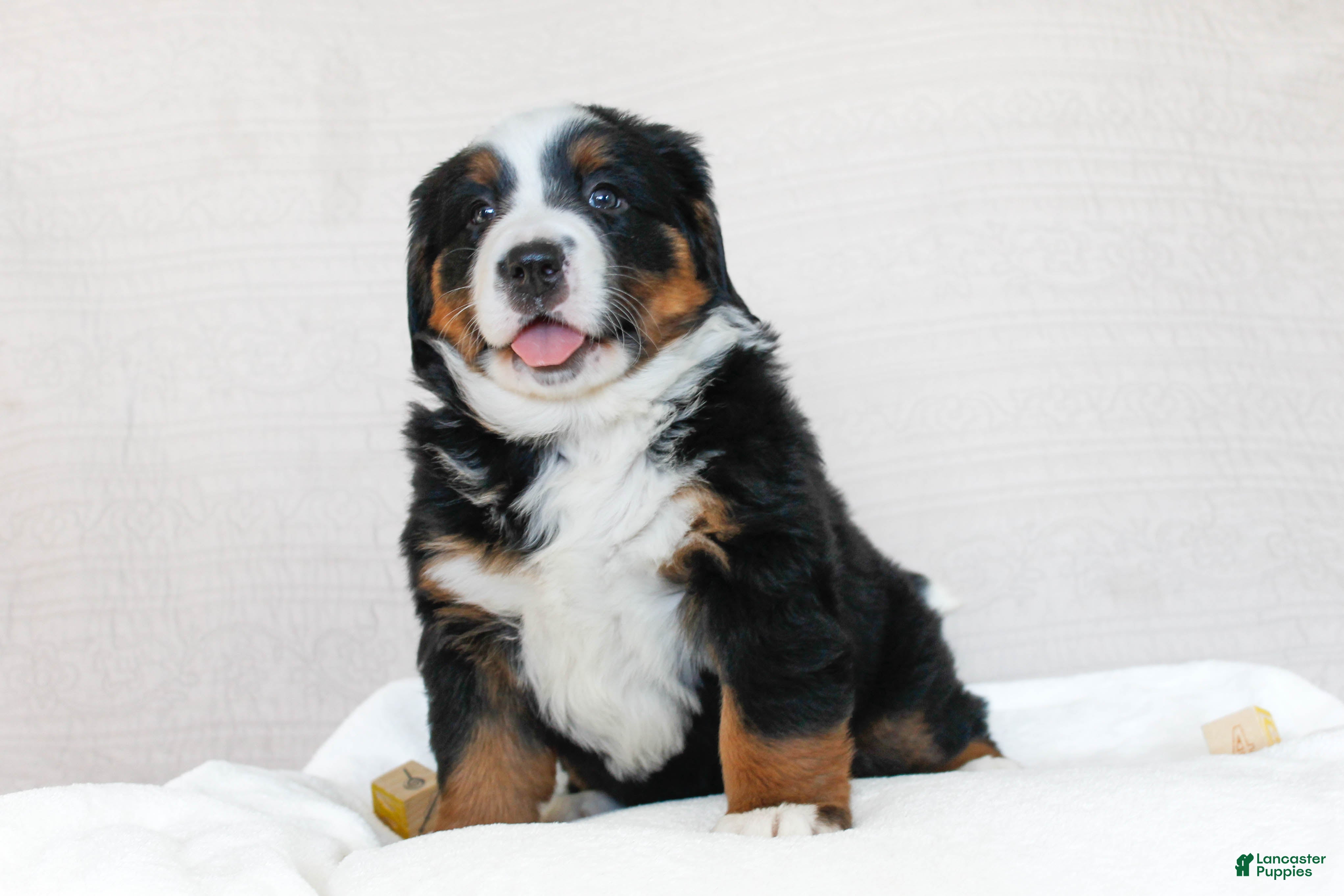 Bernese Mountain Dog dogs Jasmine - Ad 2