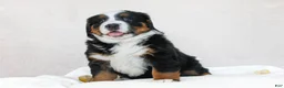 Bernese Mountain Dog dogs for sale: Jasmine - Ad 2