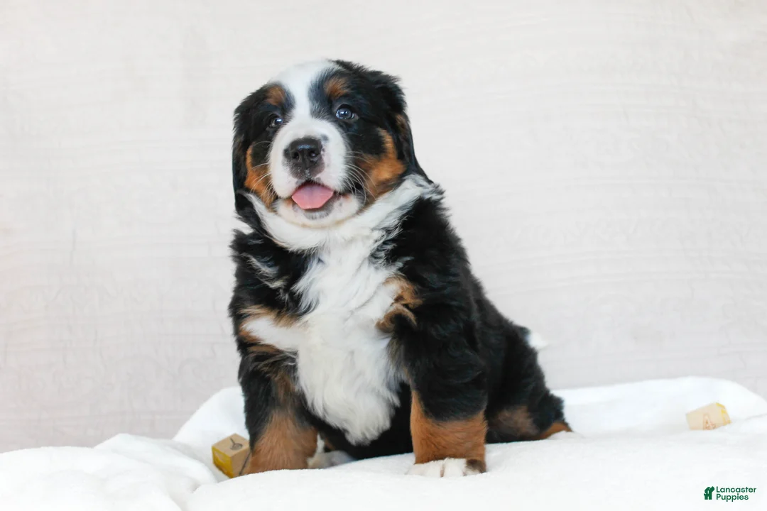 Bernese Mountain Dog dogs for sale: Jasmine - Ad 2