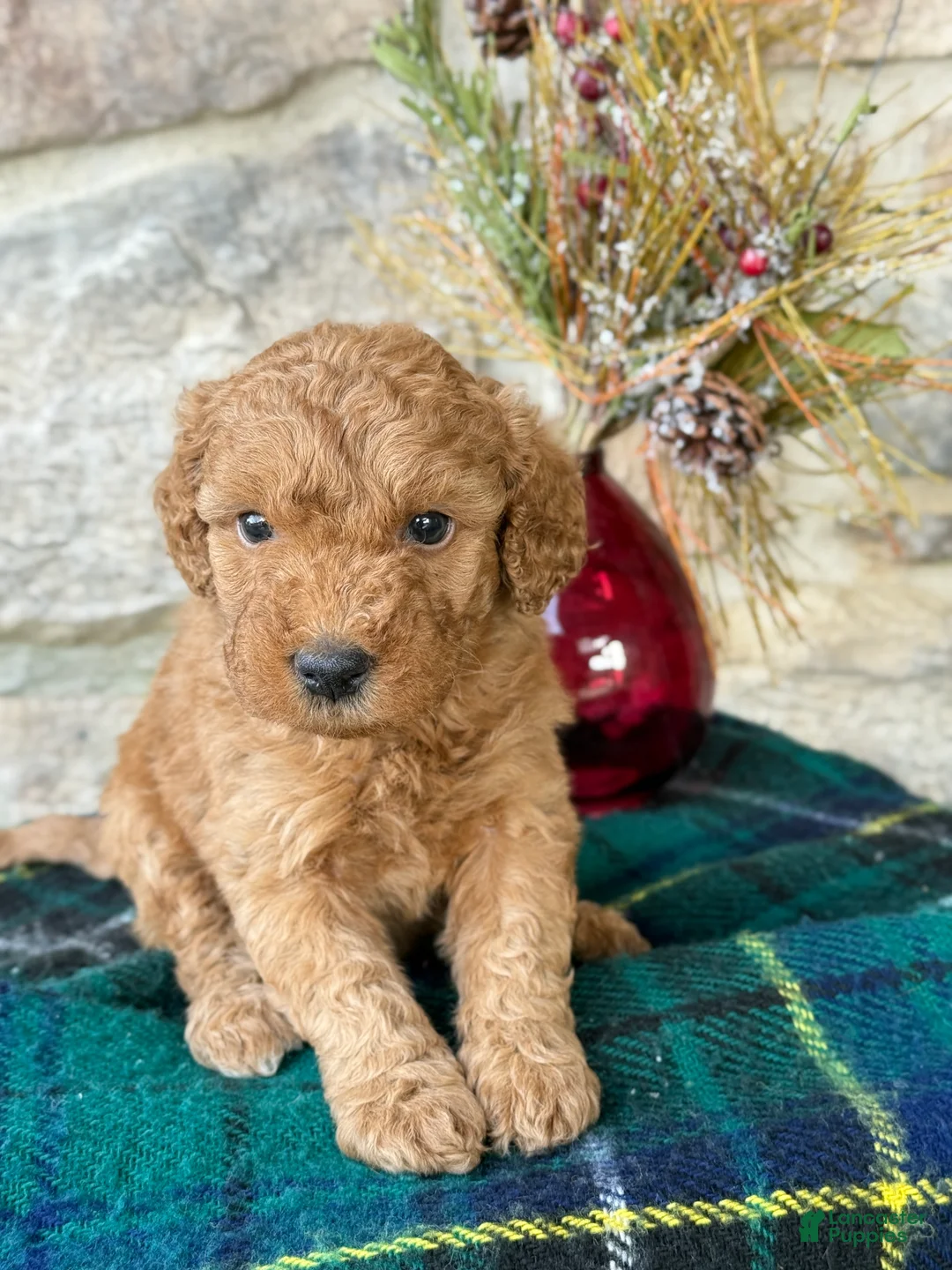 Mini Goldendoodle dogs for sale: Snowball - Ad 6