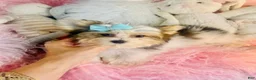 Biewer Terrier dogs for sale: Biewer Terrier 1 - Ad 3