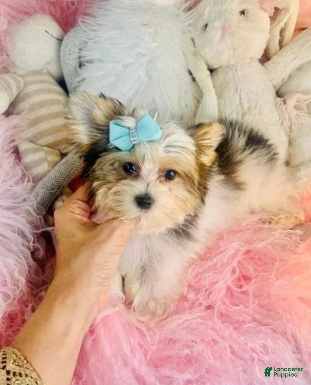 Biewer Terrier dogs for sale: Biewer Terrier 1 - Ad 3