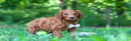Goldendoodle dogs for sale: Freddy - Ad 6