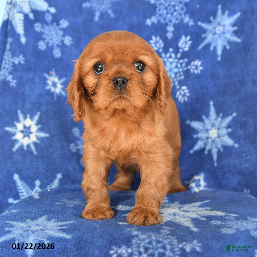 Cavalier King Charles Spaniel dogs Nash - Ad 2