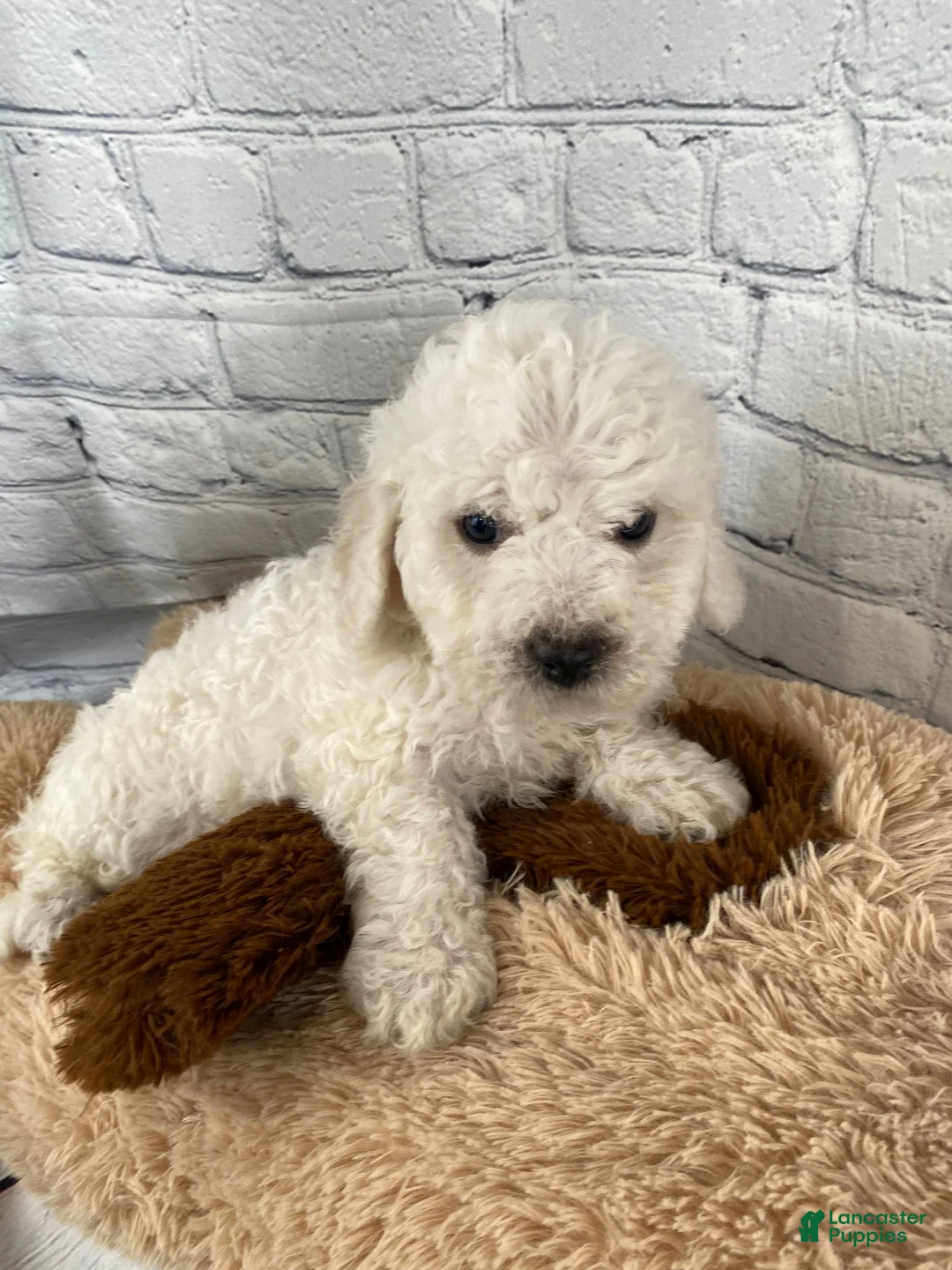 Bichon Frise dogs for sale: Ranger - Ad 2