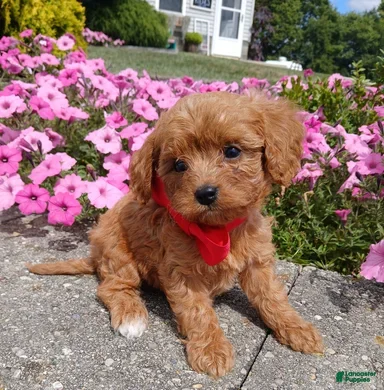Cavapoo dogs Cavapoo Puppy 1 Scout - Ad 12