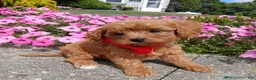 Cavapoo dogs for sale: Cavapoo Puppy 1 Scout - Ad 1