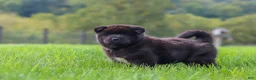 Akita dogs for sale: Nova - Ad 14