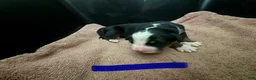 Bernese Mountain Dog dogs for sale: Blue - Ad 11